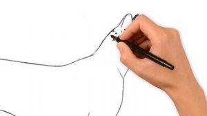 How to draw a cheetah, draw animals