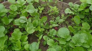 Садим редиску ЗИМОЙ. Первый опыт выращивания!