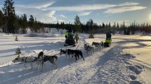 В мире ездовых собак, красавцы Хаски! Хаски Camp в Мурманске! Катаюсь в упряжке,как в мультике Балт