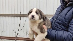 Щенок волкодава в подарок от Питомника Волкодавы 05 .
