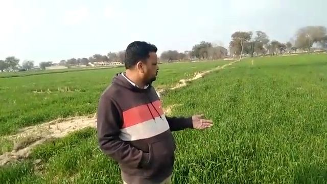 आईसीएल प्रोडक्ट 5:45:5+8Zn farmer feedback Wheet Crop смотреть онлайн