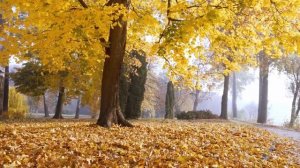 Расслабляющая фортепианная музыка при тревожных и стрессовых расстройствах "Осенняя природа"