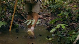 "Zоопарк":  "Дикий Фрэнк: гориллы"