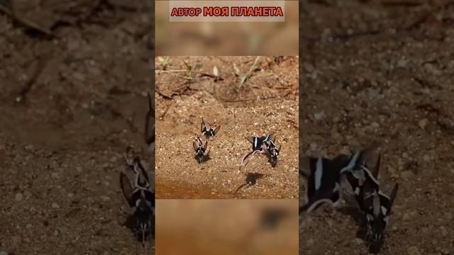 Бабочки лампроптера мегес #смотреть #видео #как #выглядит #факты #про #факт #почему #зачем