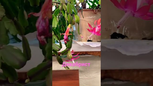 ДЕКАБРИСТ🌸🌸🌸 Decembrist смотреть онлайн