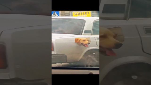 КАЙФУЕТ 🐶