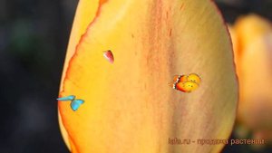 Тюльпан гибридный Блашинг Апелдорн (tulipa) 🌿 обзор: как сажать, луковицы тюльпаны Блашинг Апелдорн