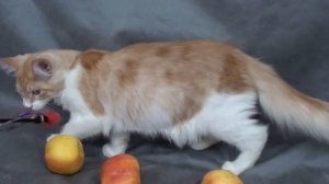 Кошечка мейн кун, окрас красный дым с белым, 4,5 месяца