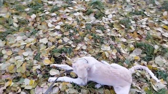 Прогулка с тремя русскими псовыми борзыми. Черемша. Что должен уметь щенок борзой в 4 месяца
