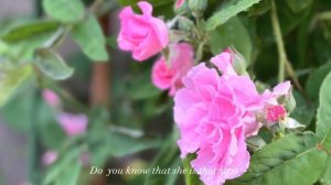 Fragrant Climbing Rose - Zephirine Drouhin - A Hint Of Perfume In The Air