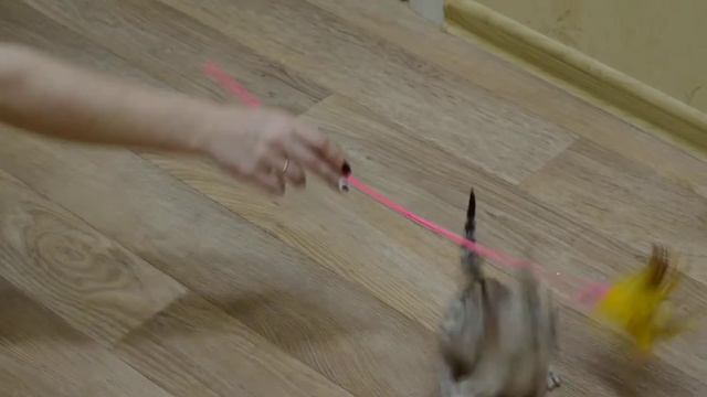 Снежный Барс Бенгал смотреть онлайн