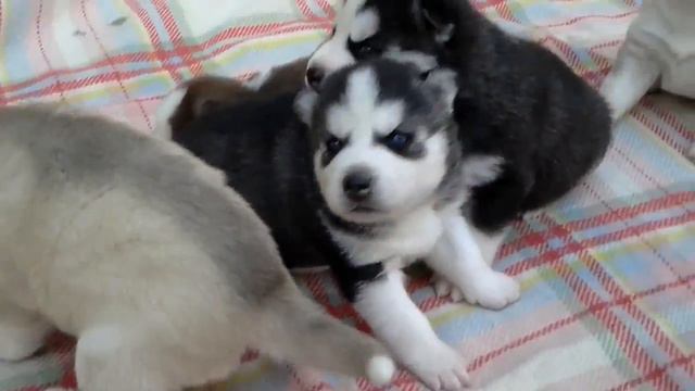 20140905 135613 смотреть онлайн