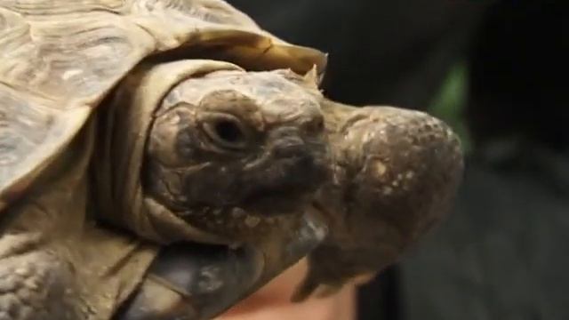 23 мая во всем мире отмечают День черепахи смотреть онлайн