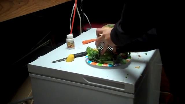 How/what to feed your Rhino,Rock,Cuban,Green, cyclura Iguana смотреть онлайн