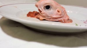 1 Й ЖИВОЙ ГОМУНКУЛ ЧУТЬ НЕ ОТКУСИЛ ПАЛЕЦ