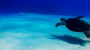 Большая морская черепаха.mp4