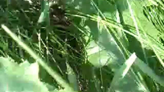 наблюдаем за жизнью кузнечиков/видио для любителей природы! смотреть онлайн