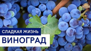 Виноград \ Рецепты \ Сладкая жизнь
