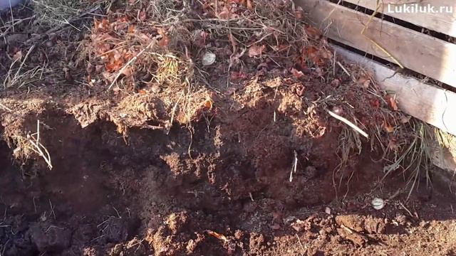 Утилизация отходов лука