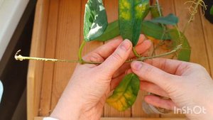 адаптация растений из Тайланда