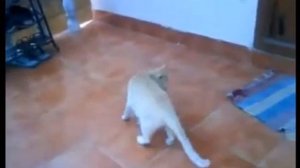 Кошка переносит котят