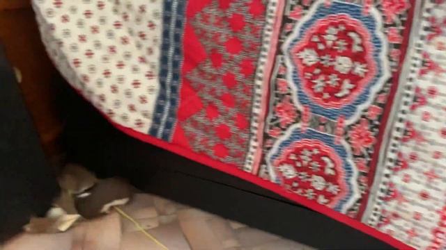 Звуки, которые издаёт ласка (weasel, mustela nivalis), часть 2 (курлыканье)