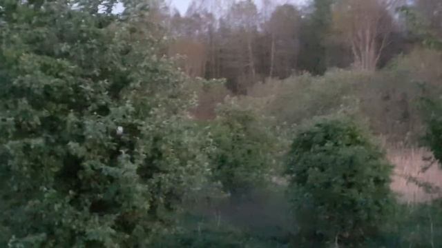 Лающий самец косули смотреть онлайн