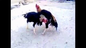 Петушиные бои