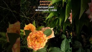 Роза Амбианс в моем саду 10.08.21. Ambians Rose in my garden. Interplant, Франция, 1990 #shorts