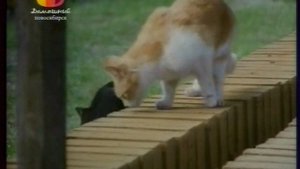 В мире животных с Николаем Дроздовым 2009 г Выпуск - 8