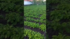 полив картофеля. почему не капельный.
