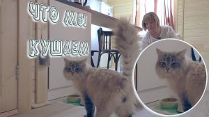 Сибирские Невские Маскарадные Кошки - Что мы кушаем?