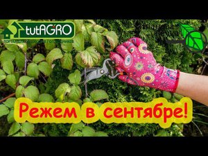 ВОТ КАКИЕ РАСТЕНИЯ НАДО ОБРЕЗАТЬ В СЕНТЯБРЕ! Не пропустите эту важную обрезку.