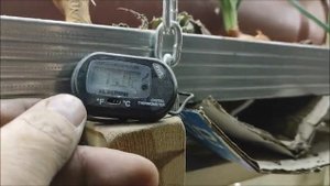 Клубника выращенная зимой в гараже.