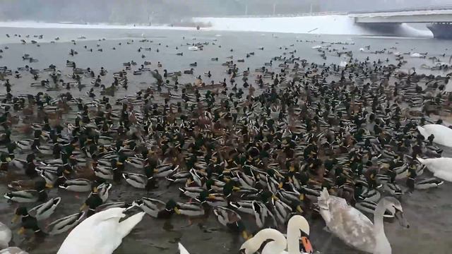 г.Минск, водохранилище Крыница