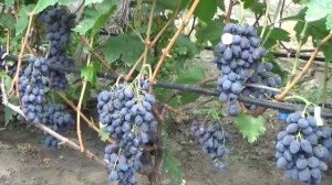 Виноград Бруно