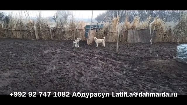 Овцы гузнской породы и аборигенные САО Таджикистана Назимака из Гузна смотреть онлайн