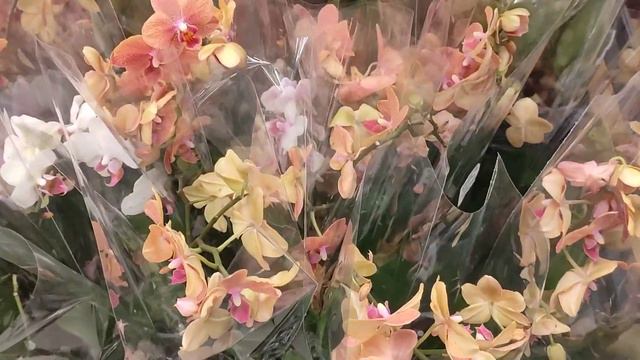 Орхідеї в Епіцентрі, м. Дніпро. смотреть онлайн