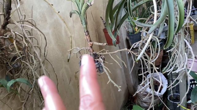 Kambal na bulaklak ng Cattleya Golf green/ Sa isang leaf sheet 2 bulaklak смотреть онлайн