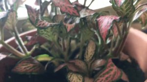 HOW TO GROW NERVE PLANT (FITTONIA)