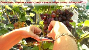 25 июля почти окрашена ГФ винограда Красава- когда созреет? Делаем ставки, господа товарищи. Пузенк