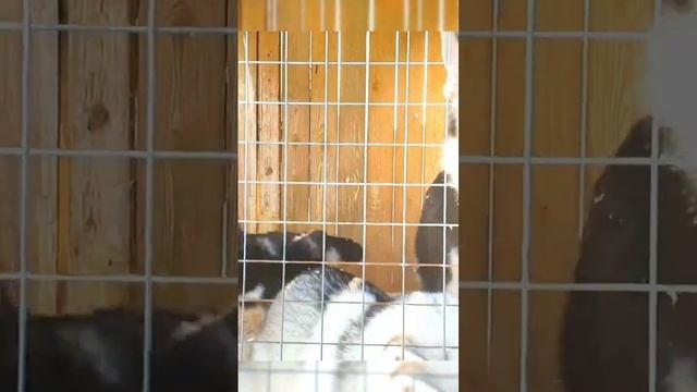 ферма хаски животные смотреть онлайн