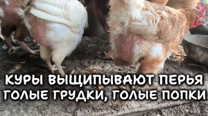 Куры с лысыми грудками и попками выщипывают перья - ФЕЛУЦЕН?! #сезонконтентаRUTUBE