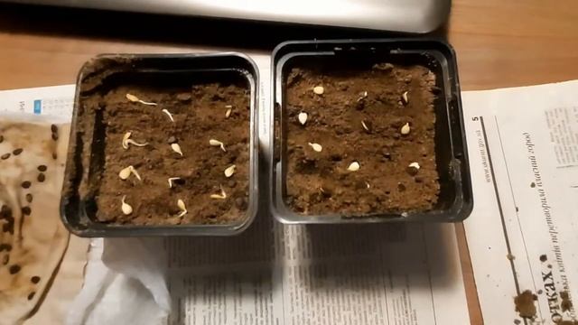 "Маракуйя северная"/Пасифлора инкарната/Выращивание маракуйи из семян/продолжение Ч.2 смотреть онлайн