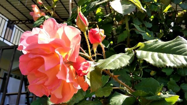 Роза. Вардане. Музыка для расслабления. Чилаут. Большой Сочи. Гостевой дом. смотреть онлайн