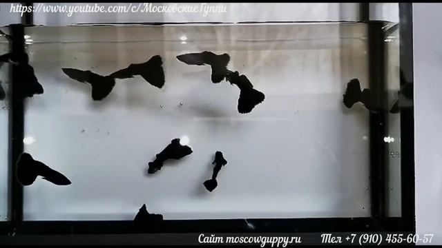 АКВАРИУМНЫЕ РЫБКИ ГУППИ, КОТОРЫЕ МЫ РАЗВОДИМ В 2023 году / GUPPY FISH THAT WE ARE BREEDING IN 2023