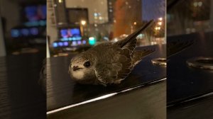 Подарите птице небо. История моего птенца «Чёрный Стриж»