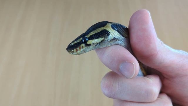 Ball python health check. Don't buy a sick snake!