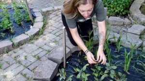 Mid-June Cut Flower Garden Tour