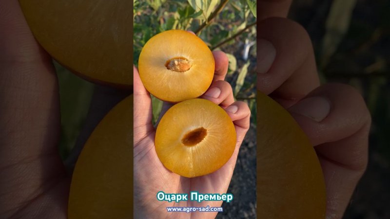 Популярная на Кубани диплоидная слива - Оцарк Премьер